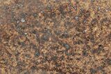 Polished Chondrite Meteorite Slice ( g) - Morocco #238070-1